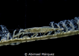 Wire Coral Shrimp, Backlighting. by Abimael Márquez 